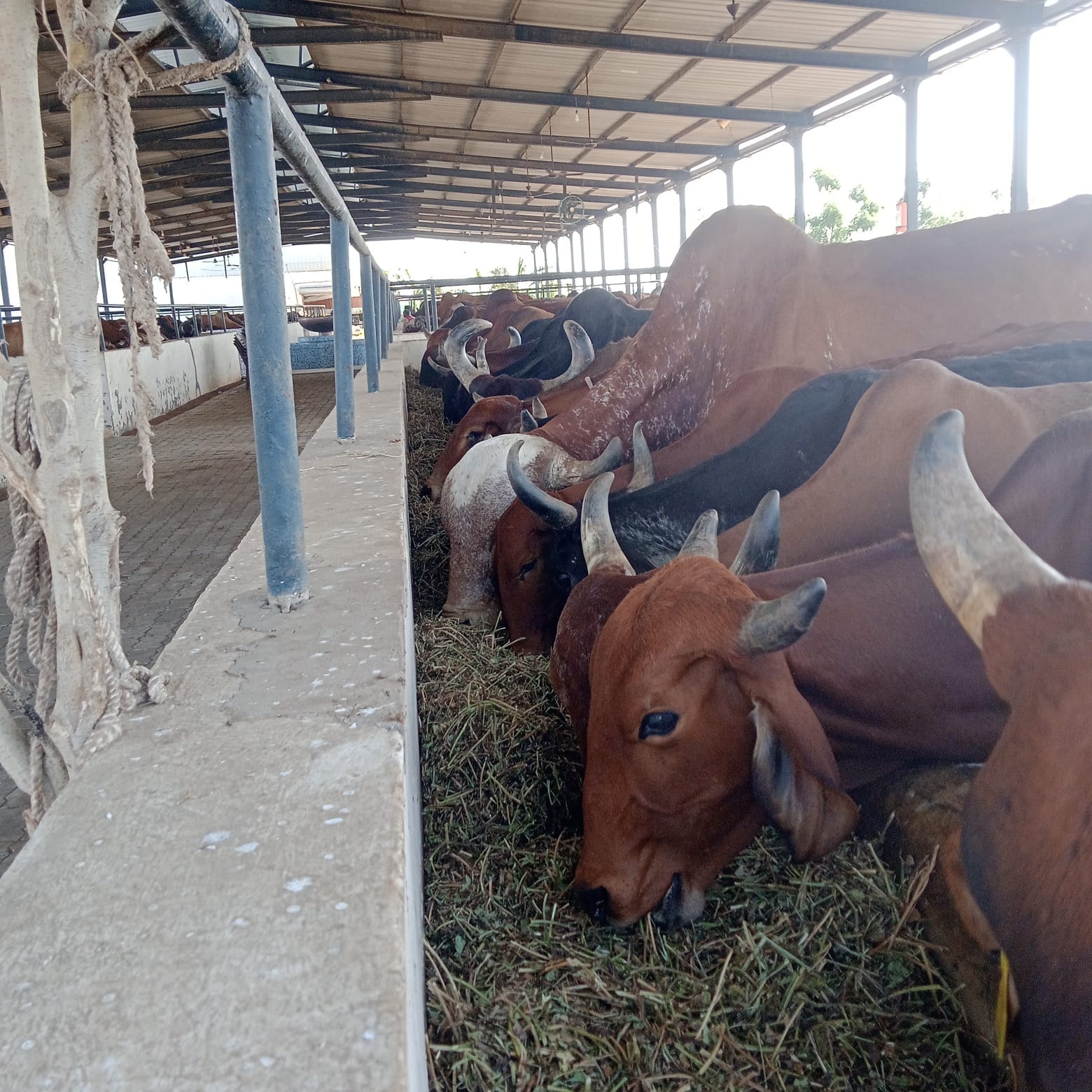 Gau Mata at our gaushala